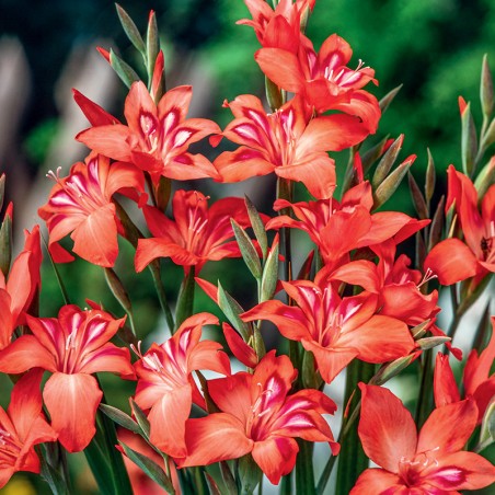 Mieczyk karłowy Amanda Mahy