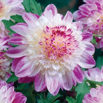 Dalia anemonowa Que Sera