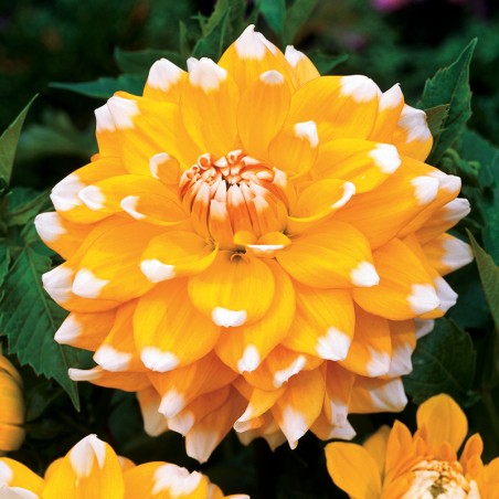 Dalia dekoracyjna Seattle