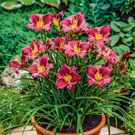 Liliowiec Little Missy