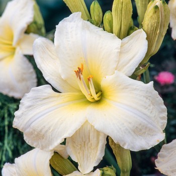 Liliowiec Precious de Oro