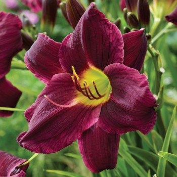 Liliowiec Grape Velvet