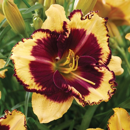 Liliowiec Tiger Blood