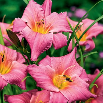 Liliowiec Summer Wine