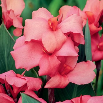 Kanna Crimson Beauty