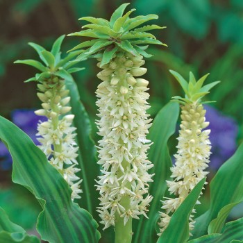 Eukomis jesienny biały