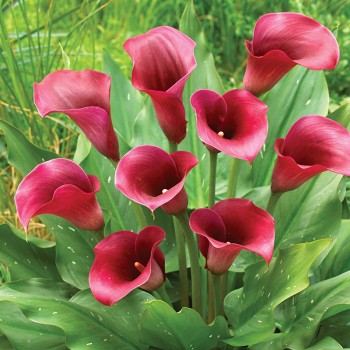 Kalla Captain Purple Promise®