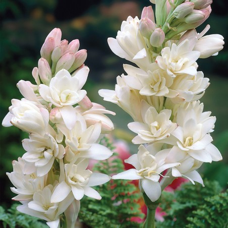 Tuberoza wonna The Pearl