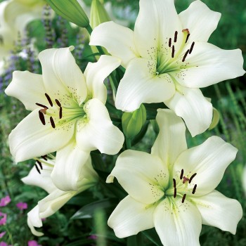 Lilia azjatycka Ercolano