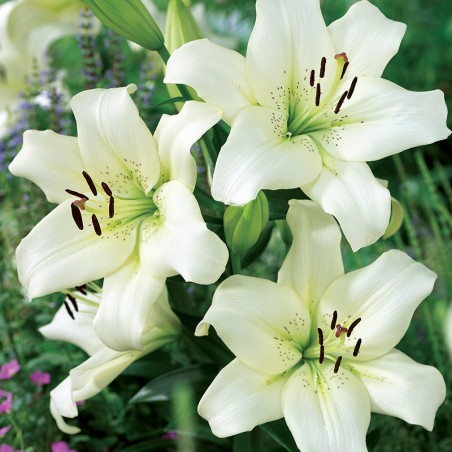 Lilia azjatycka Ercolano