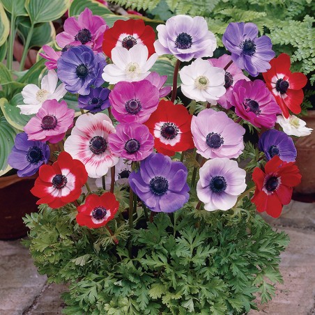 Zawilec De Caen mieszanka