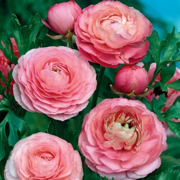 Jaskier azjatycki różowy