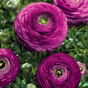 Jaskier azjatycki purpurowy