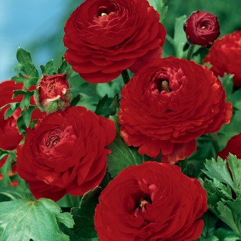 Jaskier azjatycki czerwony