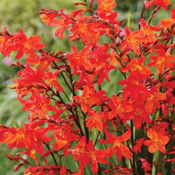 Krokosmia Carmine Brilliant