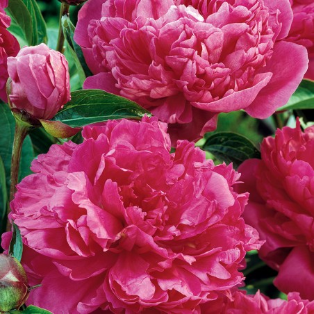 Piwonia chińska Felix Crousse