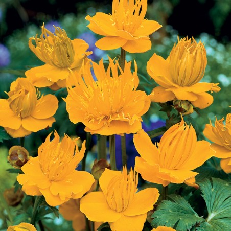 Pełnik chiński Golden Queen