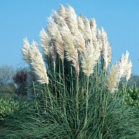 Trawa pampasowa biała