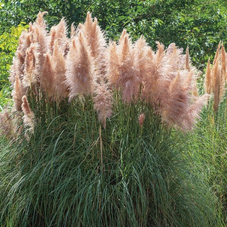 Trawa pampasowa różowa