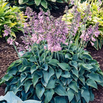 Hosta Blue Cadet
