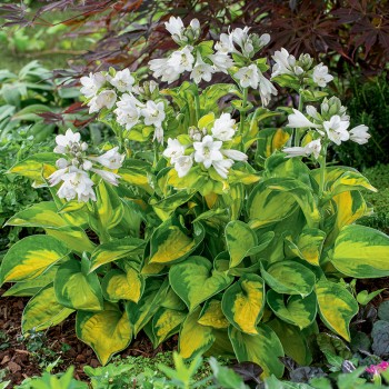 Hosta Sunset Grooves
