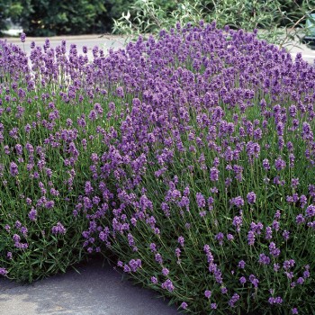 Lawenda wąskolistna Ellagance Purple