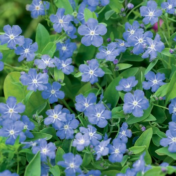 Ułudka wiosenna niebieska