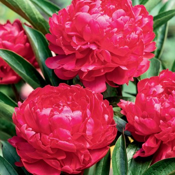 Piwonia chińska Kansas