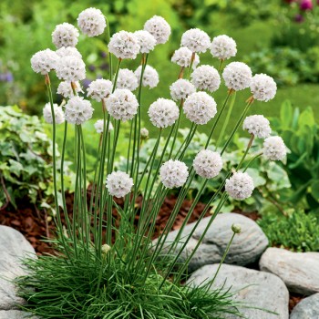 Zawciąg nadmorski Abbey White