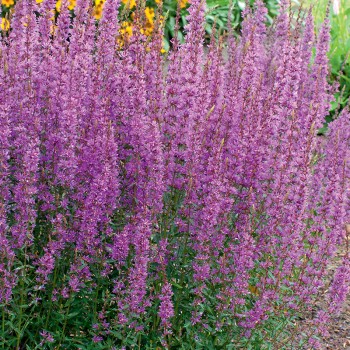 Krwawnica pospolita Red Hybrid