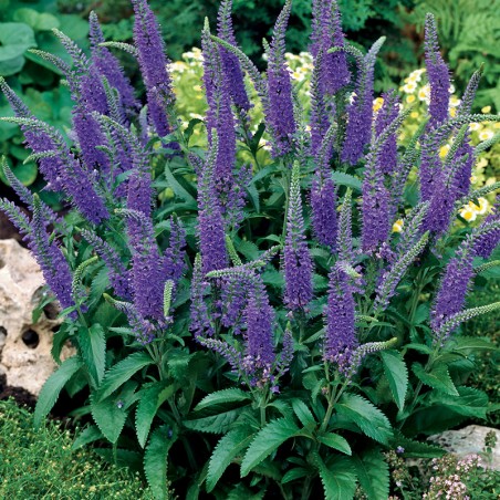 Przetacznik kłosowy Nana Blauteppich