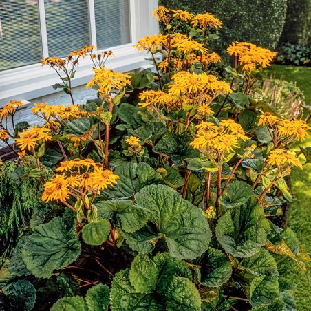 Języczka pomarańczowa