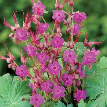 Bodziszek korzeniasty