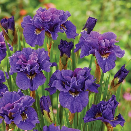 Irys syberyjski Concord Crush