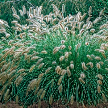 Piórkówka japońska Hameln