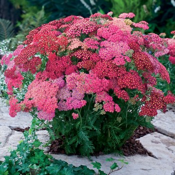 Krwawnik pospolity Cerise Queen