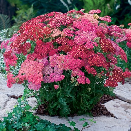 Krwawnik pospolity Cerise Queen