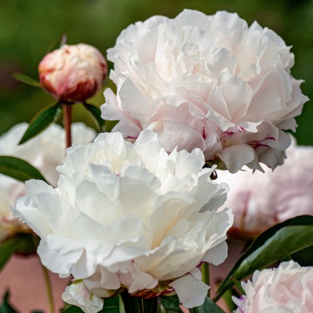 Piwonia Shirley Temple