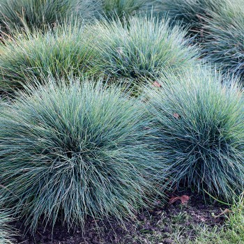 Kostrzewa sina Elijah Blue