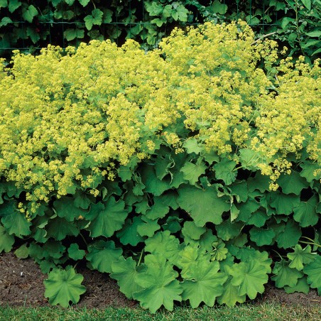 Przywrotnik miękki Senior