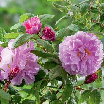 Róża kanadyjska Therese Bugnet