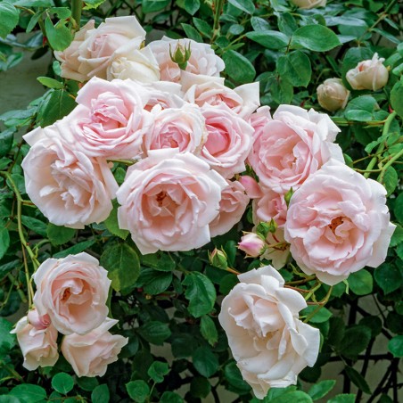 Róża pnąca New Dawn