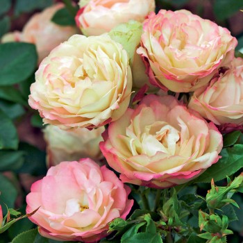 Róża rabatowa Acropolis®