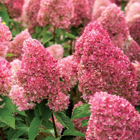 Hortensja bukietowa Living Pink & Rose®