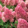 Hortensja bukietowa Living Pink & Rose®