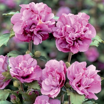 Hibiskus syryjski Duc de Brabant