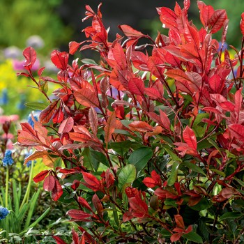 Głogownik Little Red Robin