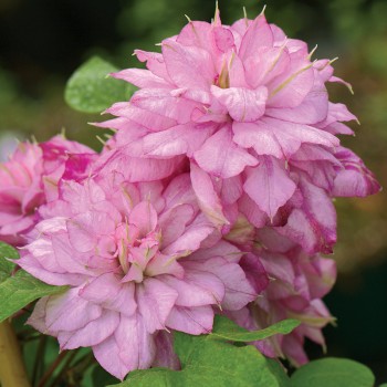 Powojnik Innocent Glance