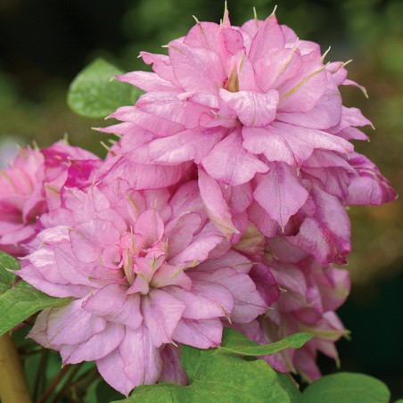 Powojnik Innocent Glance