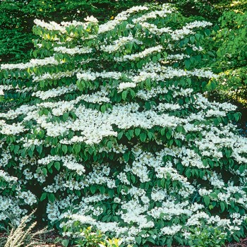 Kalina japońska Mariesii